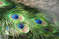 How to decorate room with peacock feathers