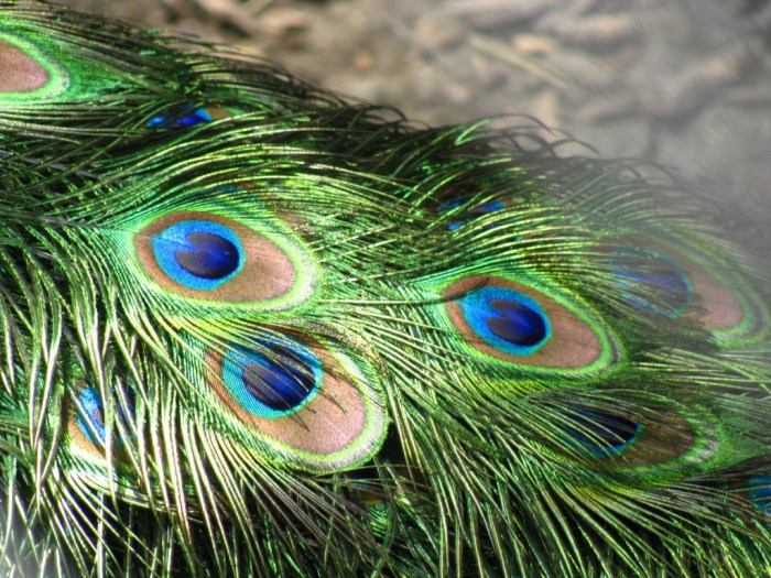 How to decorate room with peacock feathers